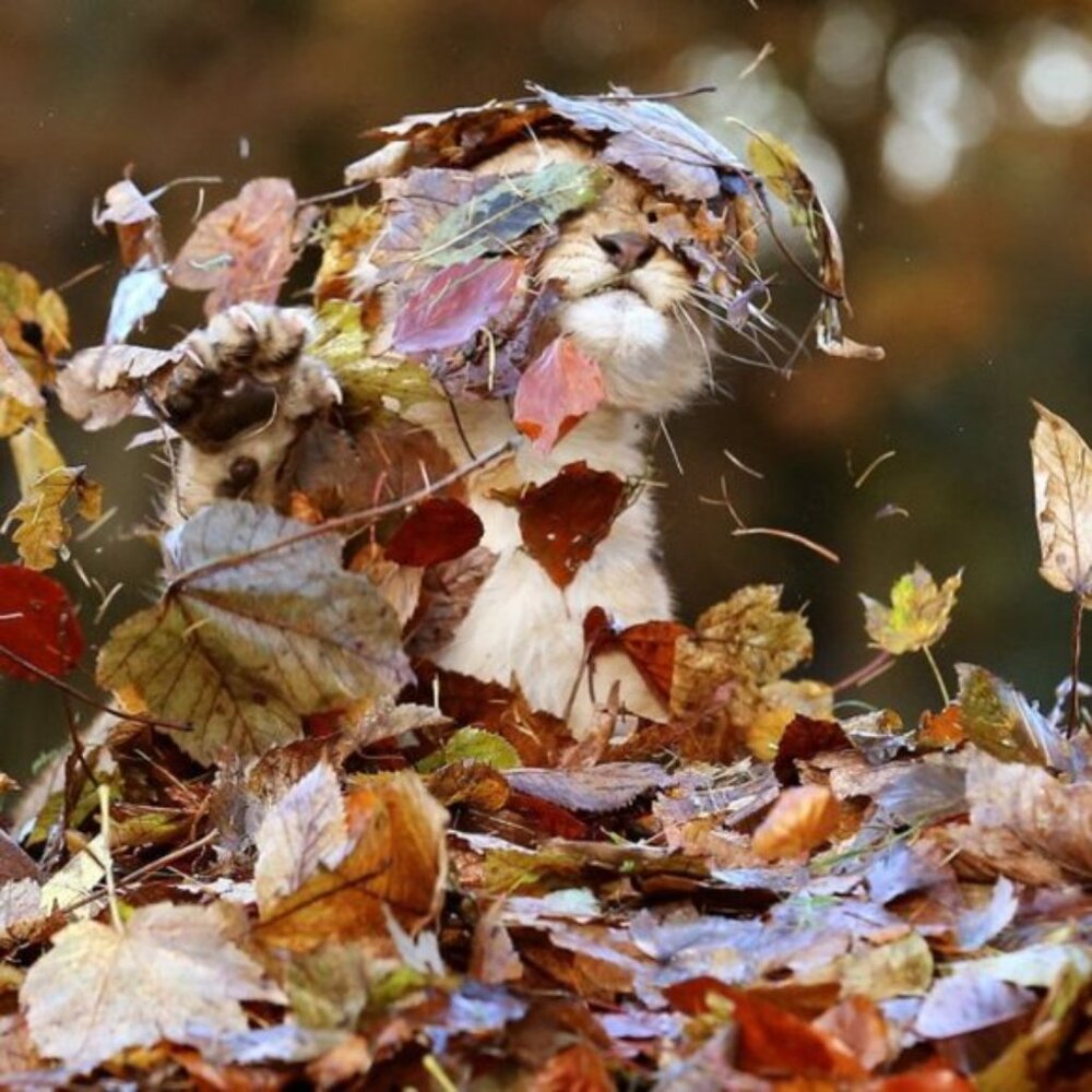 Athleta Fleece Pullover, Medium - image 2